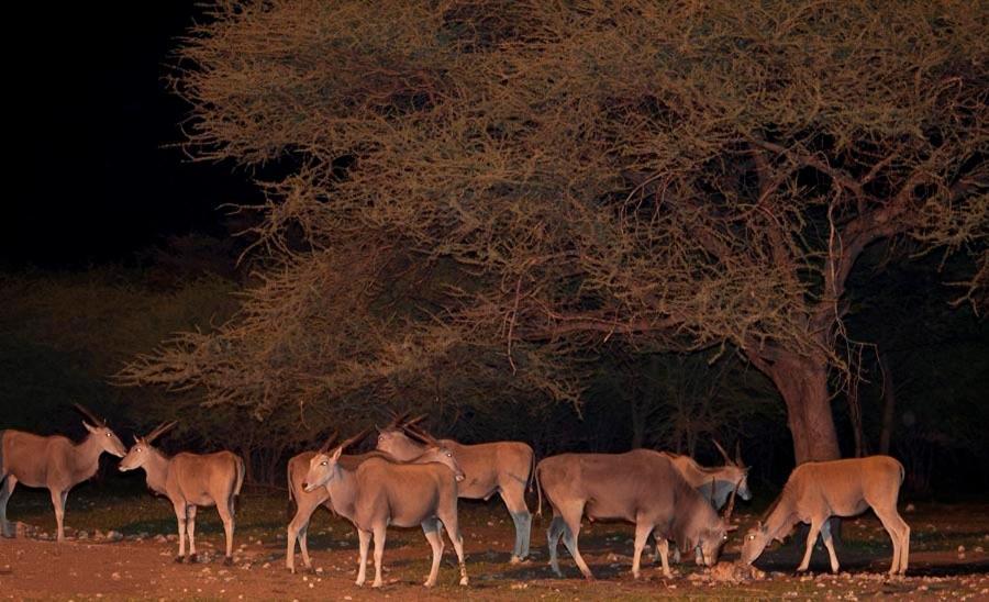 Emanya@Etosha Namutoni Exterior foto